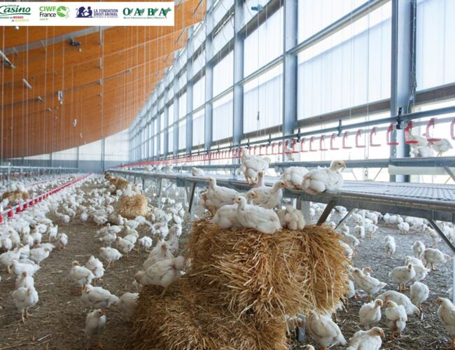 Etiquetage bien-être animal : 3 nouveaux acteurs rejoignent la démarche