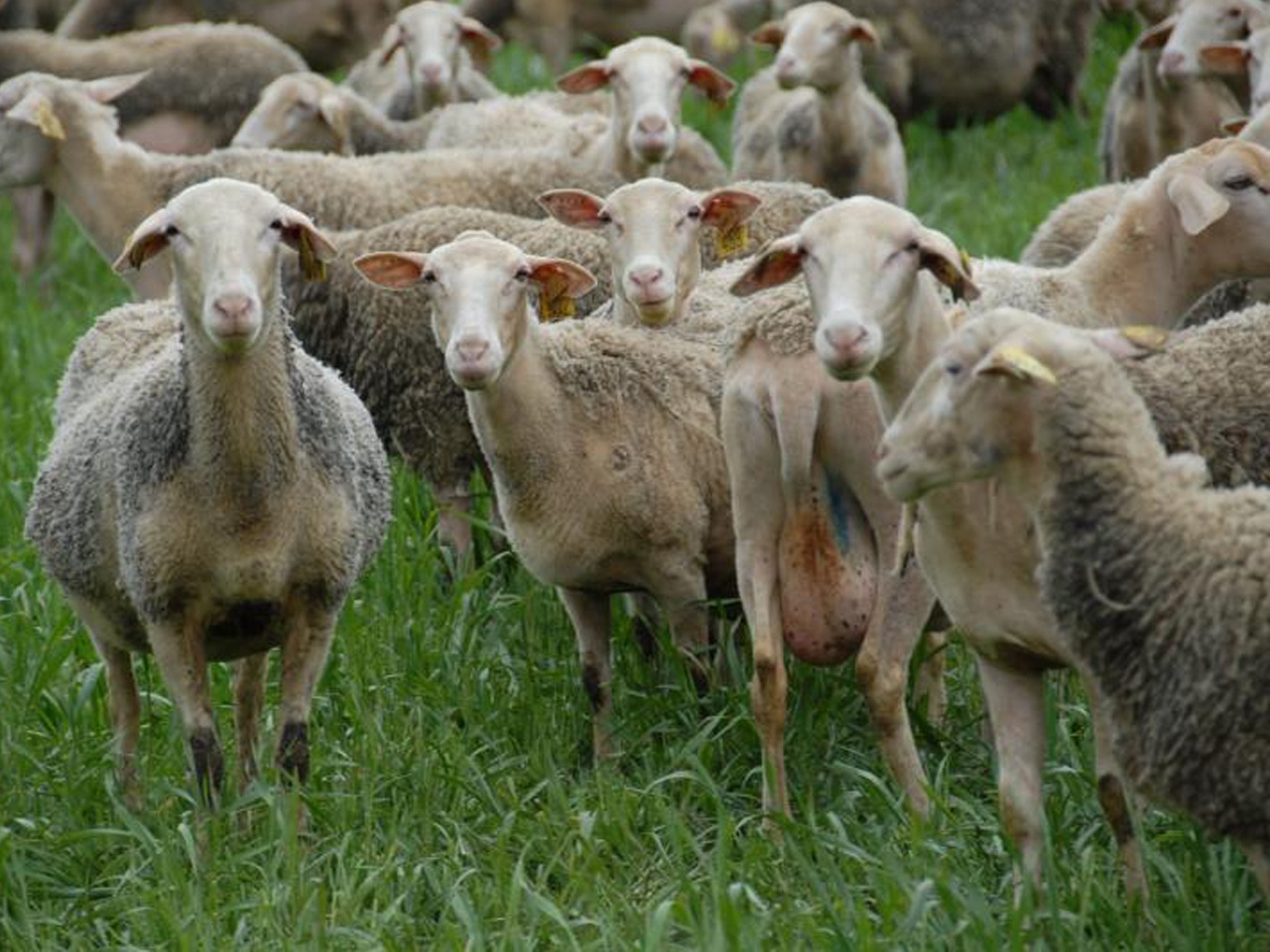 Création de France Brebis Laitière : la filière brebis laitière se structure au niveau national