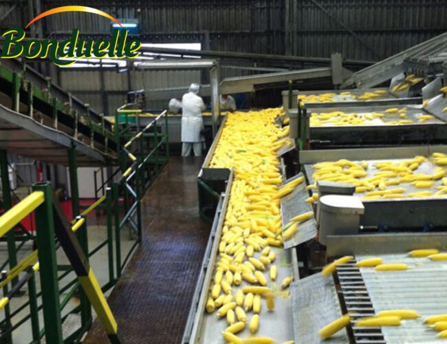 Bonduelle acquiert une usine de surgelés en Russie