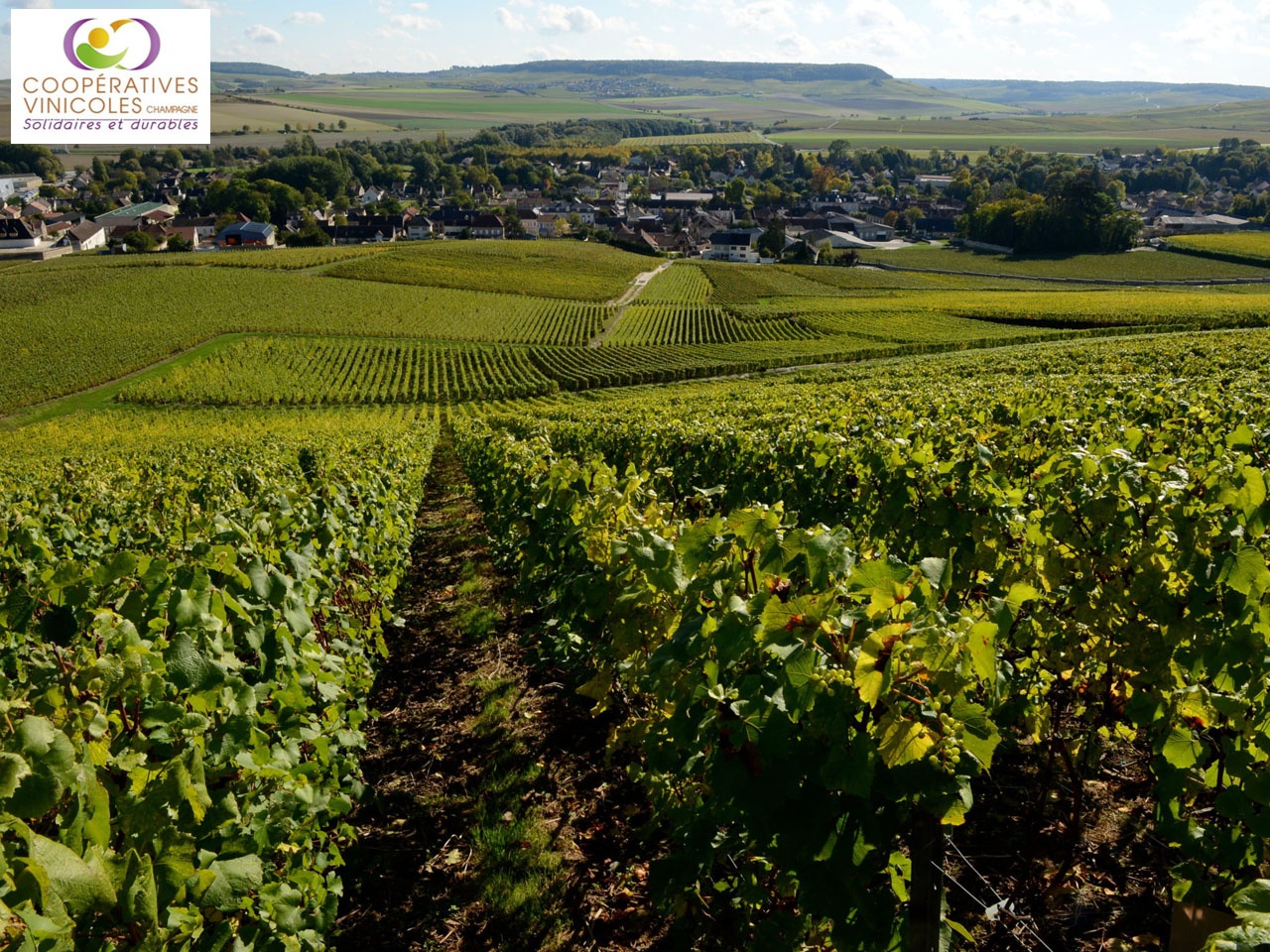 La Fédération des Coopératives Vinicoles de la Champagne accompagne les vignerons champenois dans la gestion du foncier