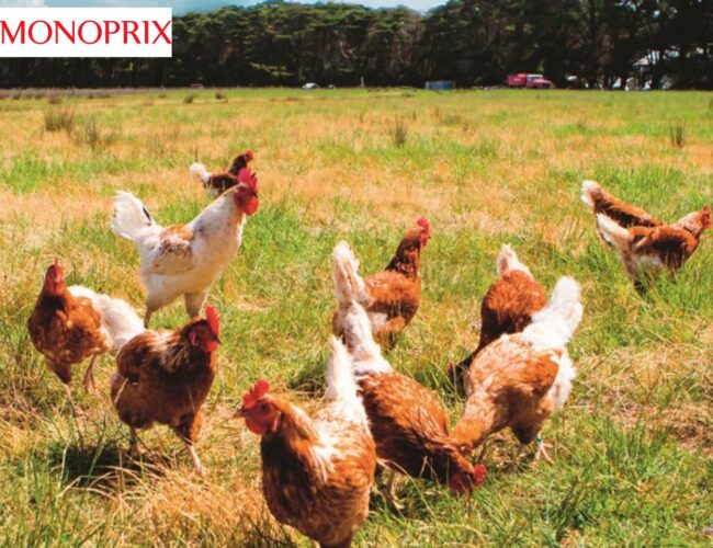 Monoprix récompensée par CIWF pour son respect du bien-être des poulets de chair