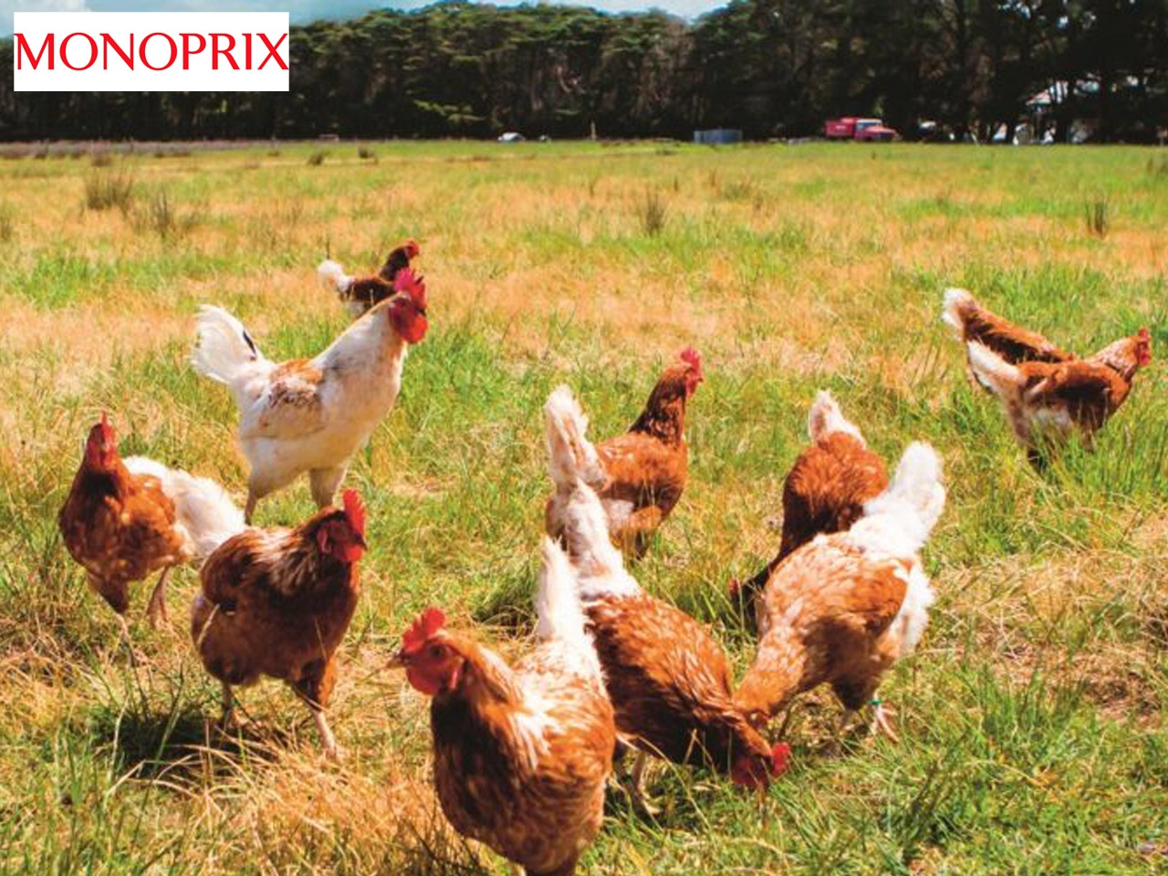 Monoprix récompensée par CIWF pour son respect du bien-être des poulets de chair