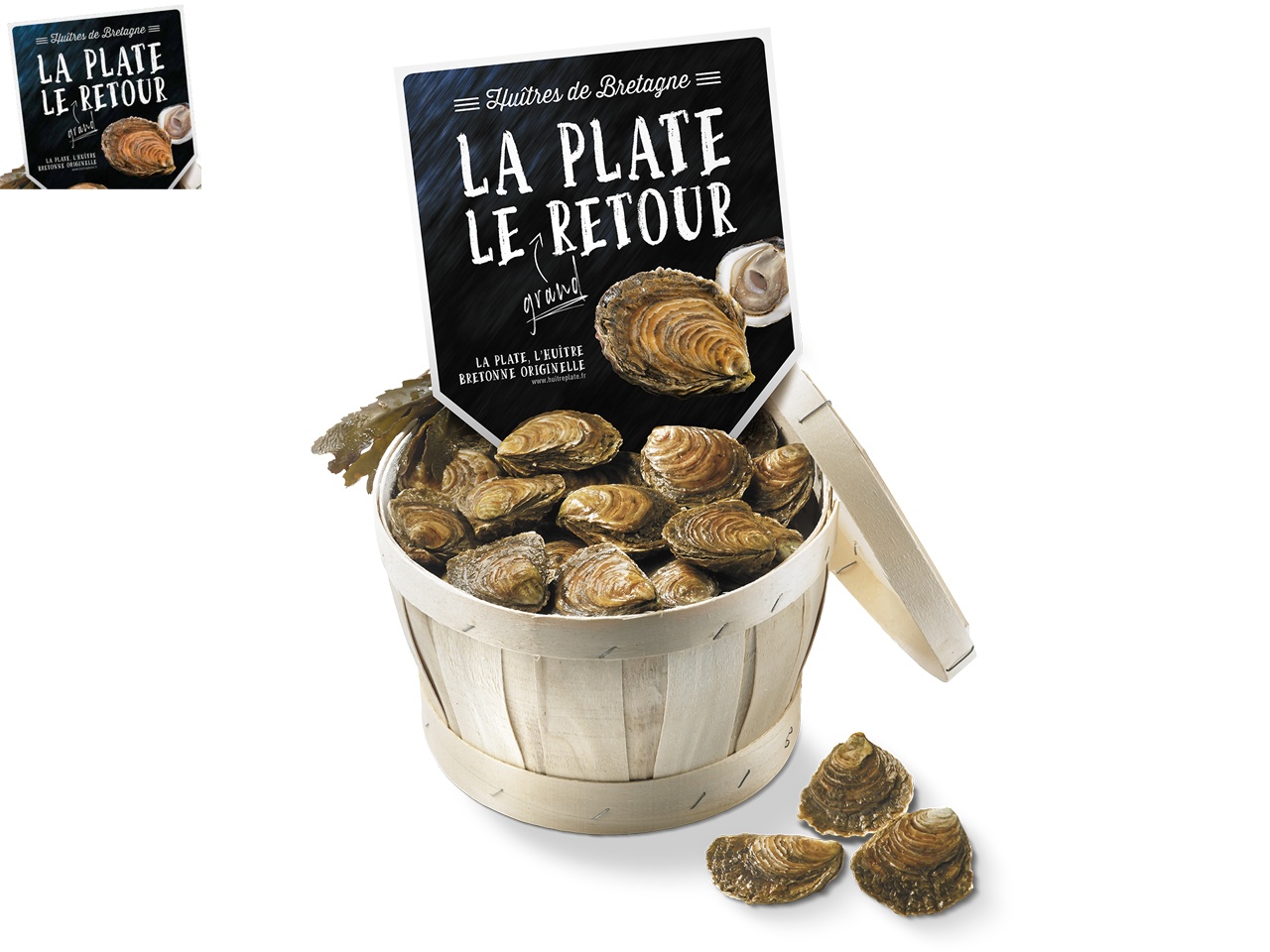 L’huître plate de Bretagne fait son grand retour !