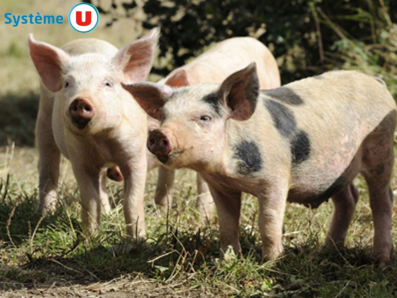 Les Magasins U s’engagent au plus près des producteurs de porcs bio français