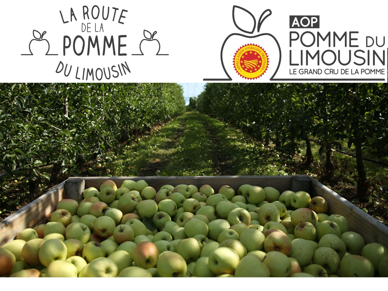 Objectifs ambitieux pour la filière Pomme du Limousin