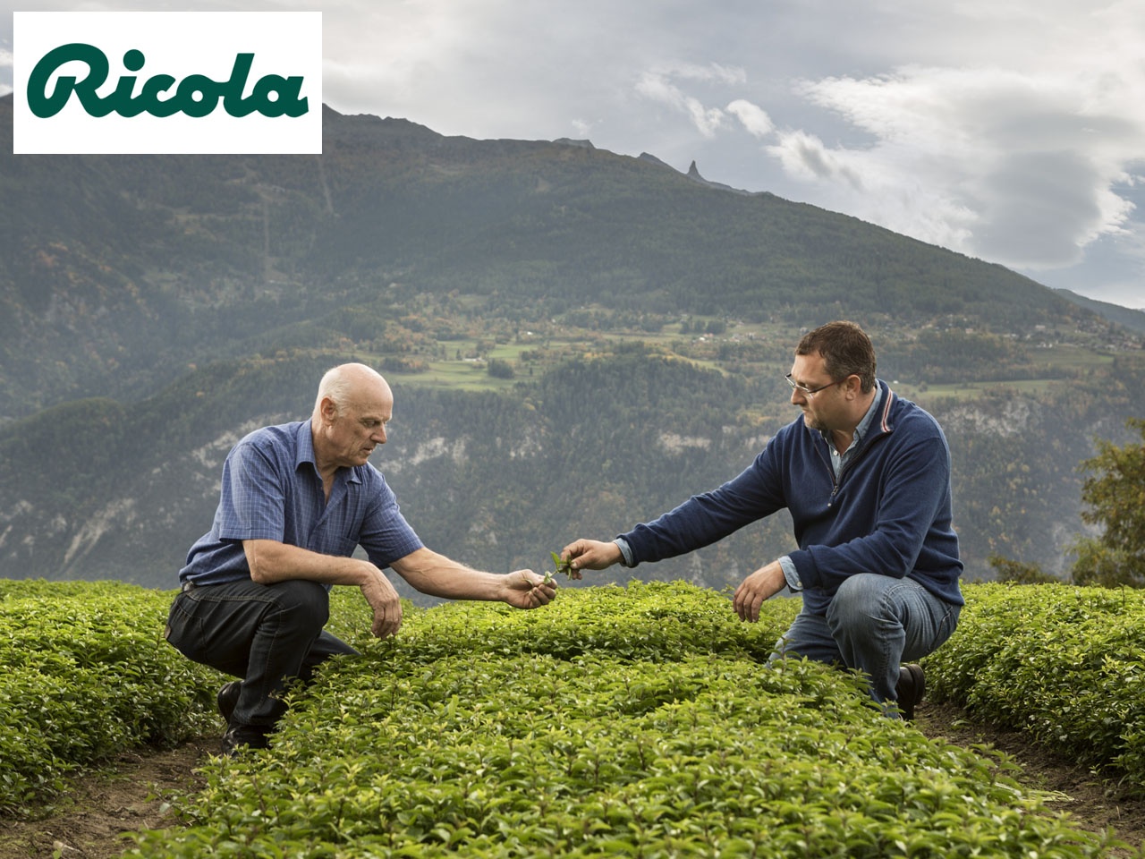 Ricola lance une nouvelle recette exclusive : Citron Vert & Thé Vert