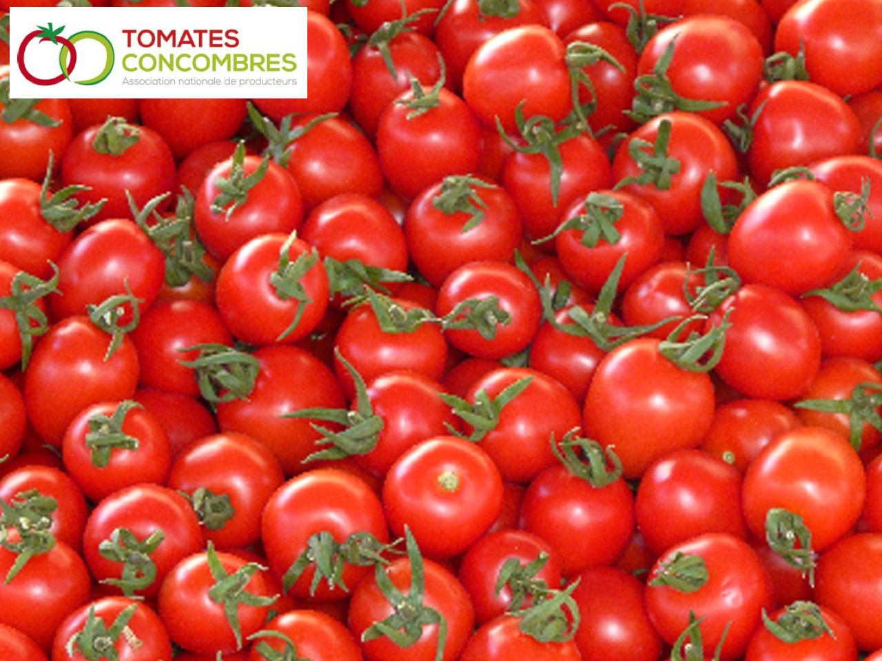 AOPn Tomates de France appelle à  la vigilance et la mobilisation des professionnels de la filière