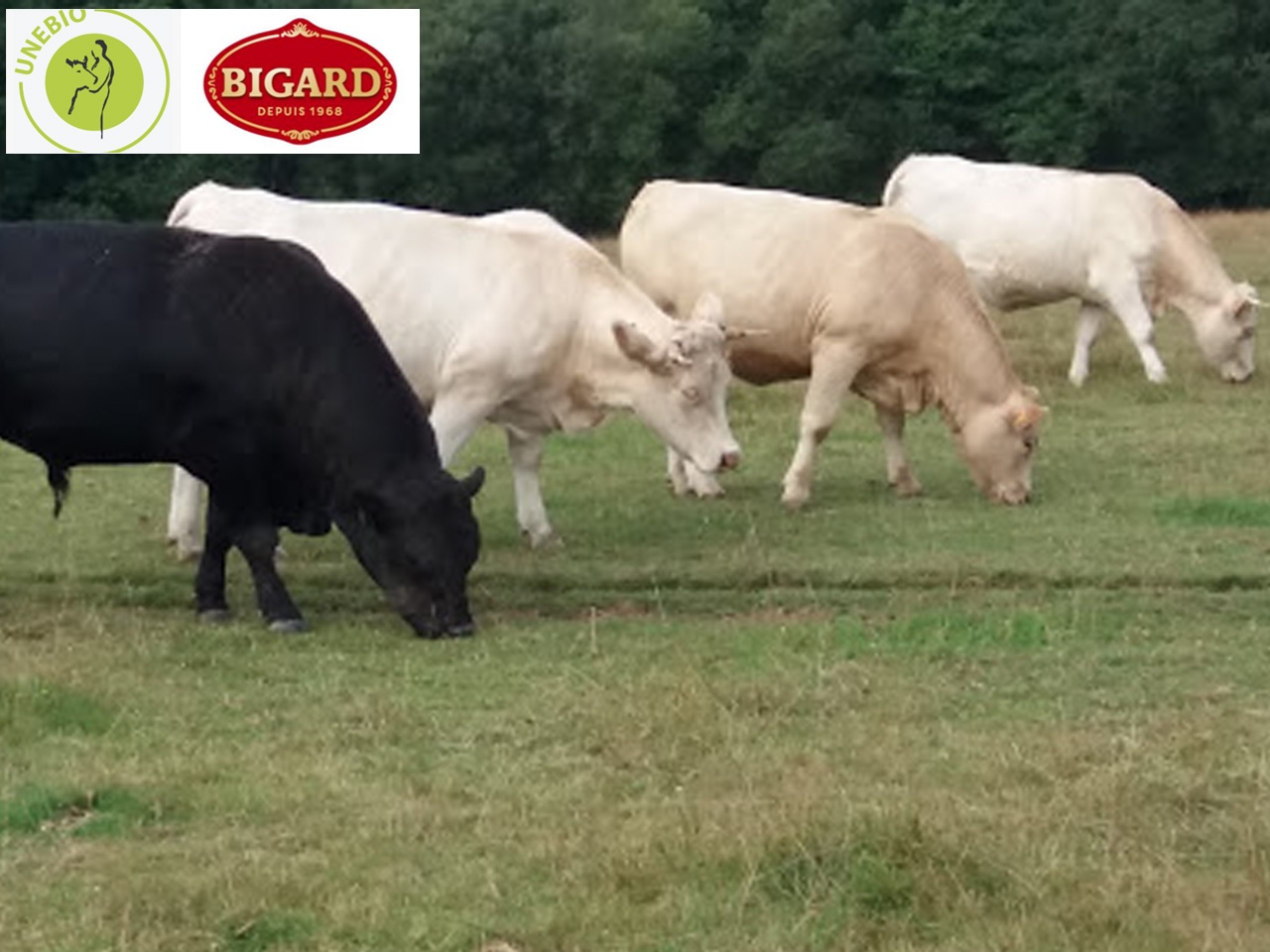 Le groupe Bigard développe la filière bovine bio avec UNEBIO