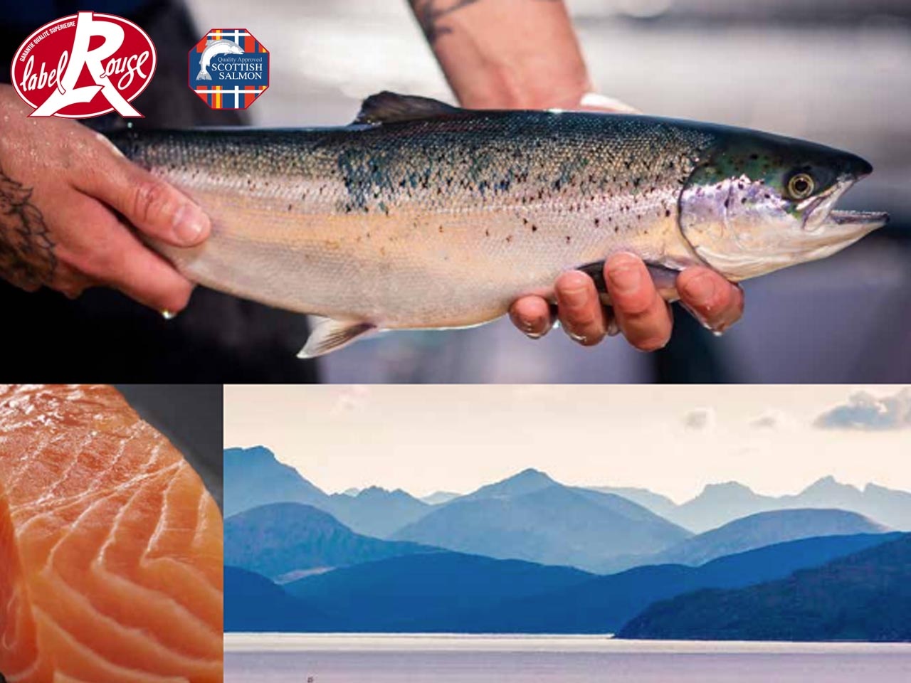 Saumon écossais Label Rouge : un savoir-faire au service d’un poisson d’exception