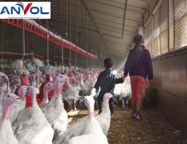 Des poulaillers en France pour des volailles Françaises : l’interprofession lance un manifeste de soutien aux élevages de volailles Françaises