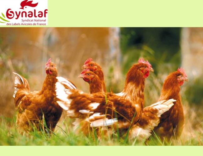Le SYNALAF donne l’alerte sur l’envolée des coûts de production ou le déclin programmé des SIQO volailles
