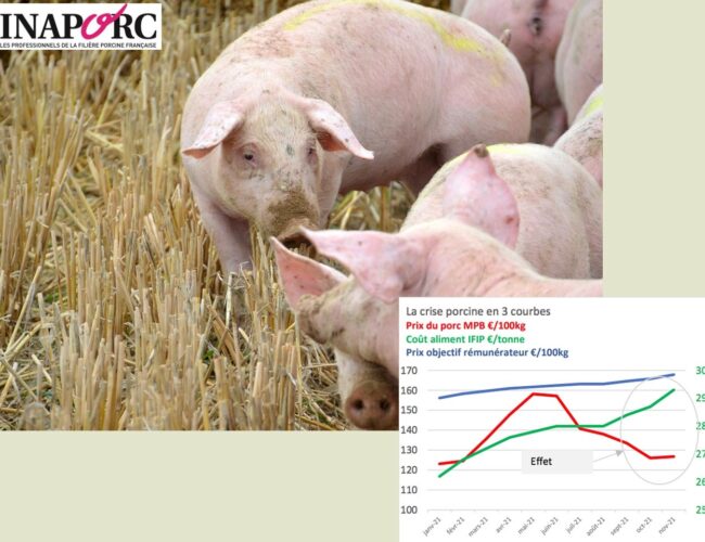 Le Porc Français demande une aide d’urgence face à une crise historique : 440 millions d’euros de pertes sur un an pour les éleveurs