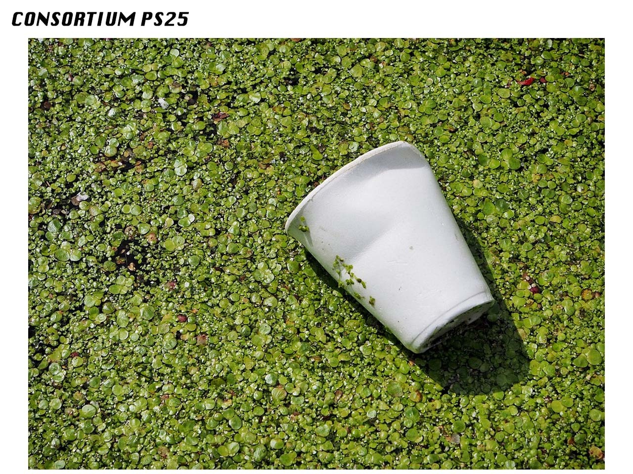 Consortium PS25 : Feu vert à la concrétisation de la filière française de recyclage des emballages ménagers en polystyrène (PS)